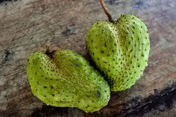 Ilustrasi buah sirsak.