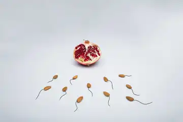 Ilustrasi sperma
