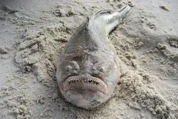 Ilustrasi Northern Stargazer (Astroscopus guttatus).