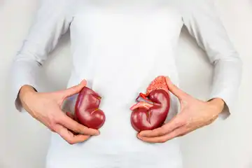 Ilustrasi ginjal 
