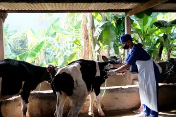 Penyuntikan vaksin PMK pada hewan ternak oleh petugas vaksinator di kawasan Kecamatan Wonocolo Kota Surabaya, Sabtu, (24/06/2022).