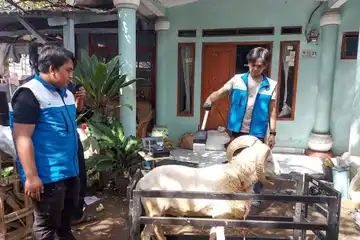  Ujicoba IoT terhadap domba oleh petugas dari Rumah Amal Salman Bandung 