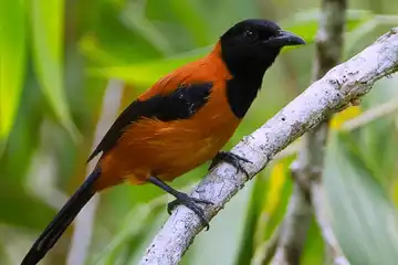 Burung Hooded Pitohui merupakan burung beracun pertama di dunia asal Papua Nugini