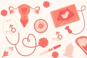 Ilustrasi Proses Oogenesis