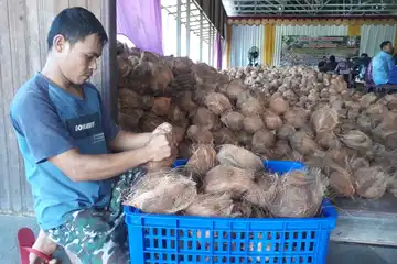 panen kelapa tua di Kalsel