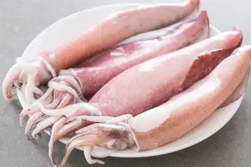 Ilustrasi pengertian dan contoh hewan vertebrata.