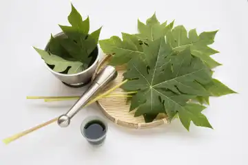 Ilustrasi daun pepaya