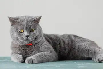 Ilustrasi Cara Membersihkan Telinga Kucing 