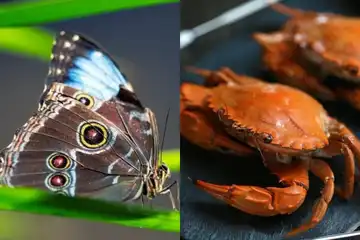 Ilustrasi Ciri-ciri Arthropoda beserta Jenis dan Contoh Hewannya