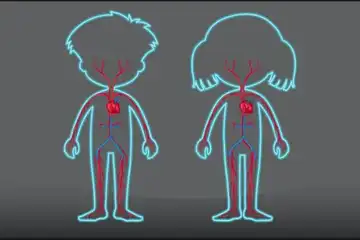 Ilustrasi ciri-ciri pembuluh darah vena dan jenis-jenisnya.