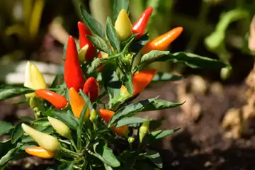Ilustrasi cara menanam cabe dari biji.