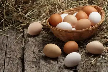 Illustrasi telur