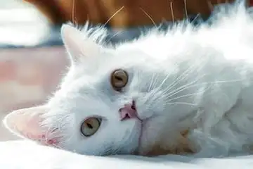 Ilustrasi Kucing Putih