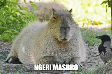 Ilustrasi meme capybara: kenapa disebut Masbro?