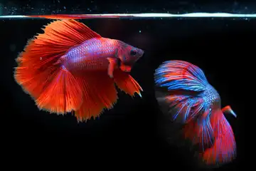Ilustrasi cara mengawinkan ikan cupang.