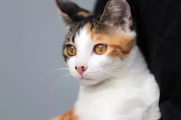 Ilustrasi hal yang disukai oleh kucing
