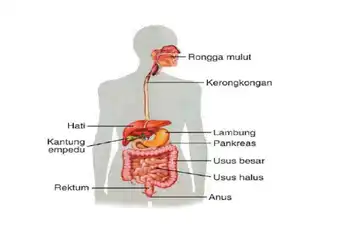 Organ-organ penyusun sistem pencernaan manusia.