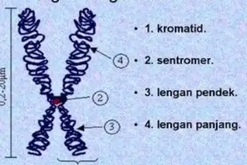 ilustrsi Kromosom: Pengertian, Struktur, dan Fungsi