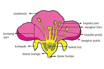 Ilustrasi bunga, macam-macam penyerbukan
