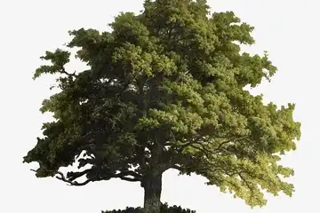 Illustrasi Fungsi Floem Pada Tumbuhan