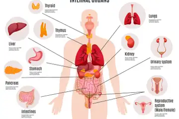 Ilustrasi Fungsi Trakea yang Penting Bagi Sistem Pernapasan Manusia