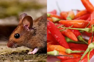 Cara mengusir tikus dengan cabe rawit.