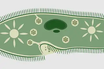 Ilustrasi pengertian dan contoh Kingdom Protista.
