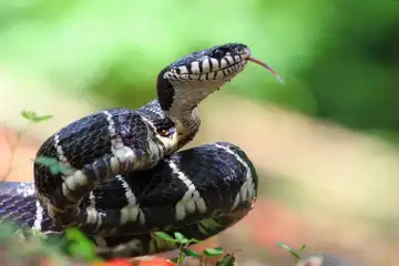 Illustrasi Ular Berkembang Biak Dengan Cara Apa