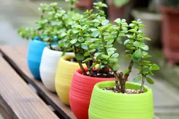 Ini 7 Tanaman yang Cocok untuk Ditanam dalam Pot, Cobaik Yuk!