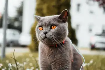 Kucing Korat, salah satu ras kucing abu-abu.