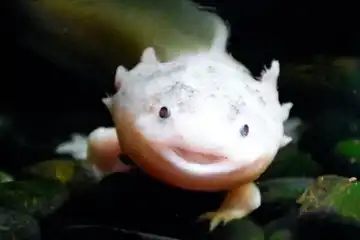 Axolotl, salah satu contoh hewan amfibi