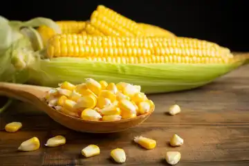 Illustrasi Jagung 