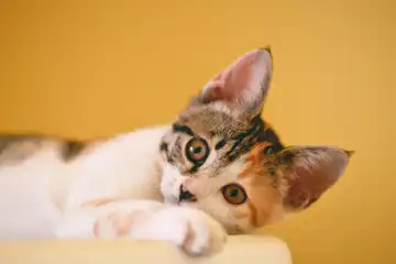Ilustrasi Contoh Teks Laporan Hasil Observasi Kucing