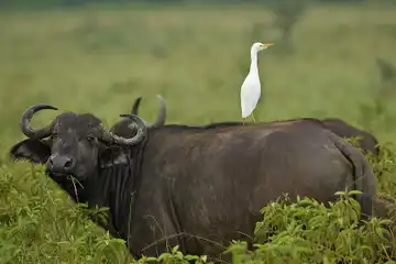 Contoh simbiosis Komensalisme .