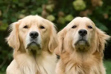Ilustrasi Anjing Golden Retriever dan Flat-Coated Retriever, Sama Tapi Tak Serupa