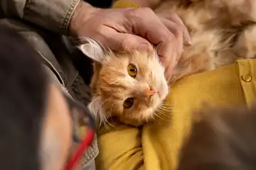 Ilustrasi Jenis Kucing yang Dianggap Membawa Hoki
