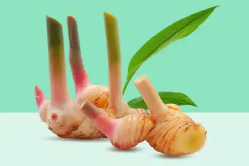 7 Manfaat Kencur untuk Kesehatan yang Menguntungkan.