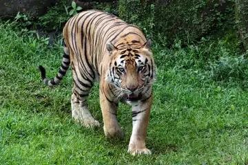 Sifat dan karakter shio macan 