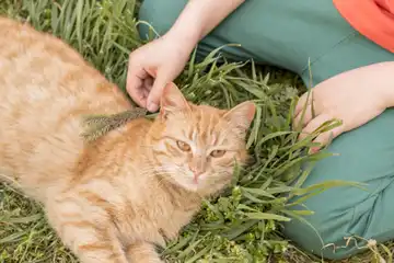 ilustrasi Catnip pada kucing