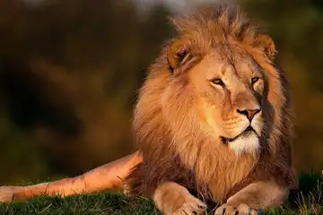 Ilustrasi zodiak Leo