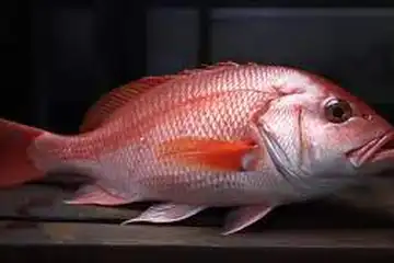 ilustrasi, Manfaat Ikan Kakap Merah untuk Kesehatan