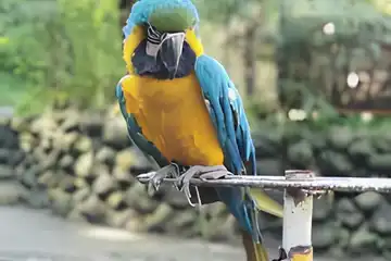 ada 33 jenis binatang di Mini Zoo Kemuning Karanganyar