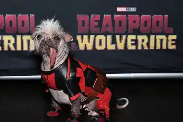 Peggy, anjing yang memerankan Dogpool dalam film 'Deadpool &amp; Wolverine'