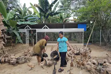 Budidaya bebek petelur di Maros