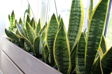 5 Jenis Tanaman Pembawa Keberuntungan Di Pekarangan Rumah Apa Saja Sonora Id