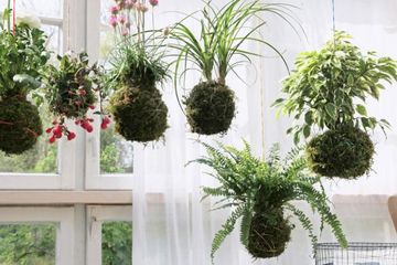 Kokedama, Seni Merangkai Tanaman Hiasan Ala Jepang. Begini Caranya ...