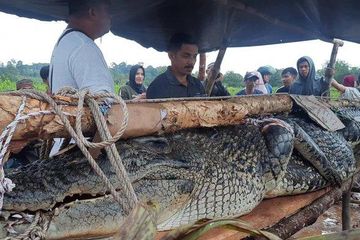 Warga Kampak Tangkap Dua Ekor Buaya di Sungai Kulan Pangkalpinang ...