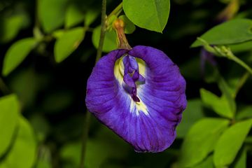 Khasiat bunga telang ungu