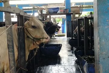 Stok Sapi Minim, Panitia Kurban di Banjarmasin Berlangganan Aman ...