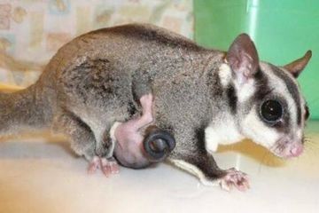 Anak best sale sugar glider